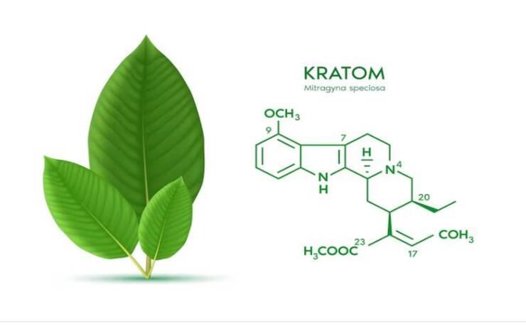 7 Myths About Kratom: All You Need To Know