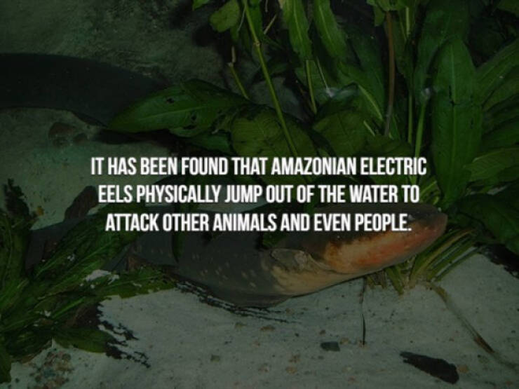 These Creepy Facts Will Haunt You Forever…