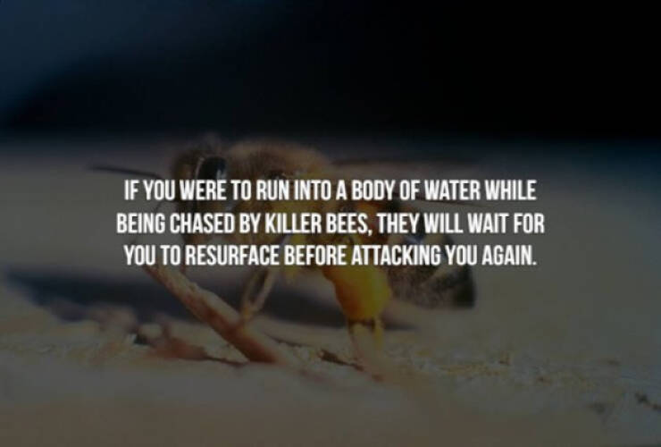 These Creepy Facts Will Haunt You Forever…