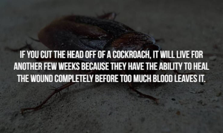 These Creepy Facts Will Haunt You Forever…