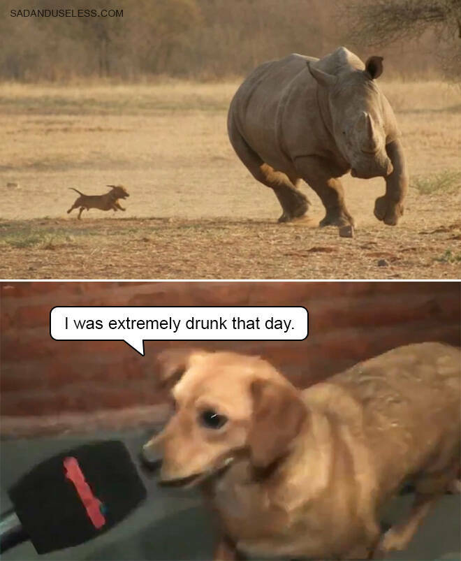 Animal Memes Are Always Great