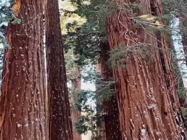 Sequoia Compared To Human