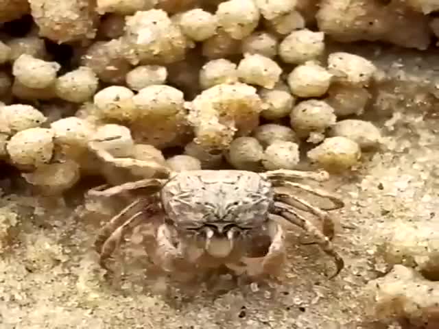 Fiddler Crab Making Sand Balls