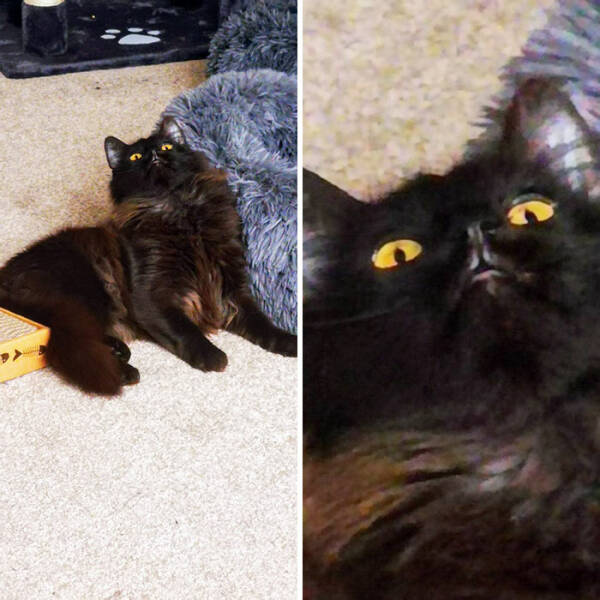 Hilarious Reactions Of Pets Trying New Things