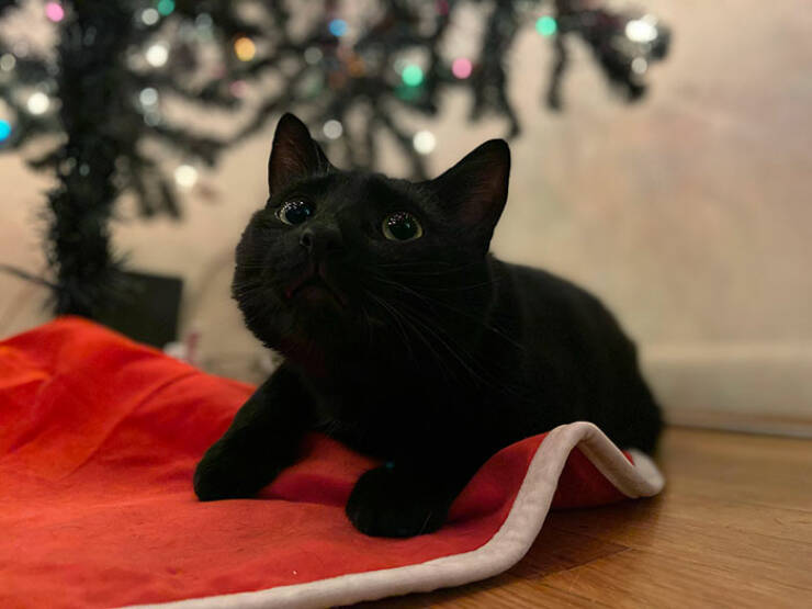 Hilarious Reactions Of Pets Trying New Things