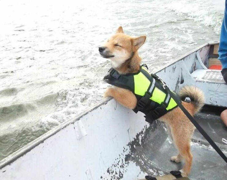 Hilarious Reactions Of Pets Trying New Things