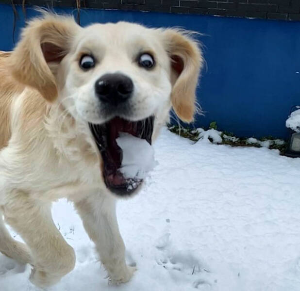 Hilarious Reactions Of Pets Trying New Things