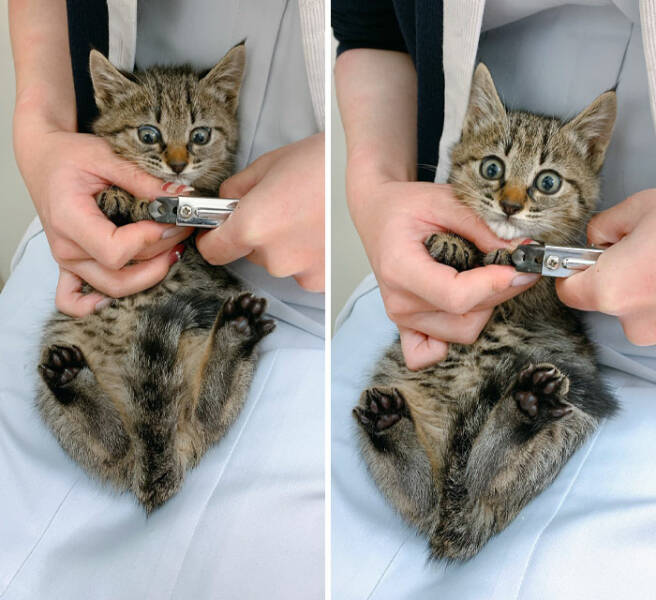 Hilarious Reactions Of Pets Trying New Things