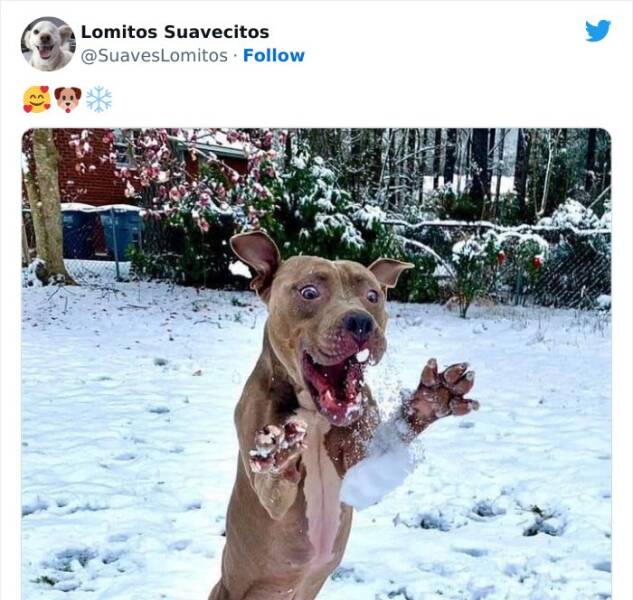 Hilarious Reactions Of Pets Trying New Things