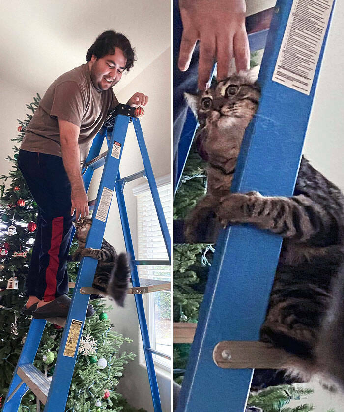 Hilarious Reactions Of Pets Trying New Things
