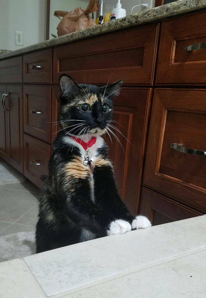Hilarious Reactions Of Pets Trying New Things
