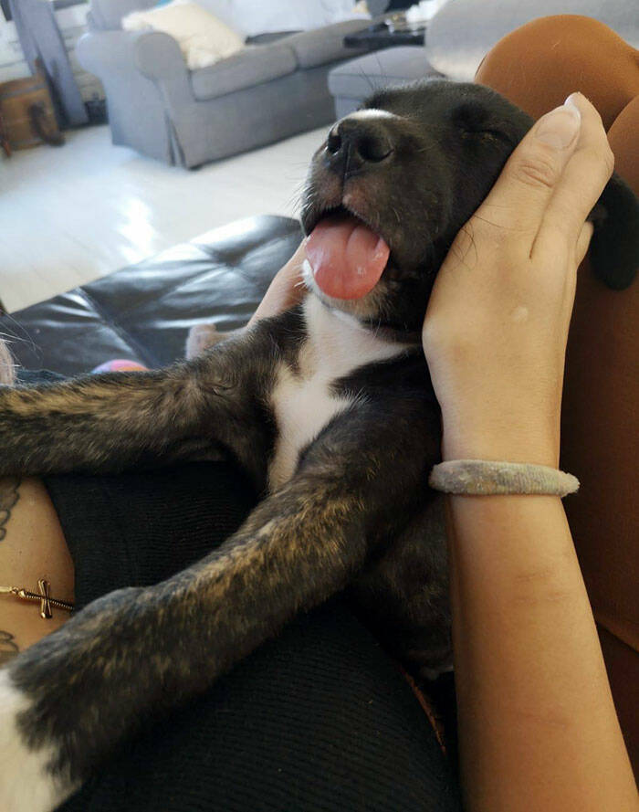 Hilarious Reactions Of Pets Trying New Things