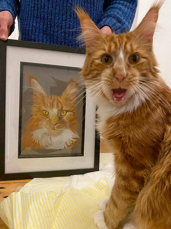 Hilarious Reactions Of Pets Trying New Things