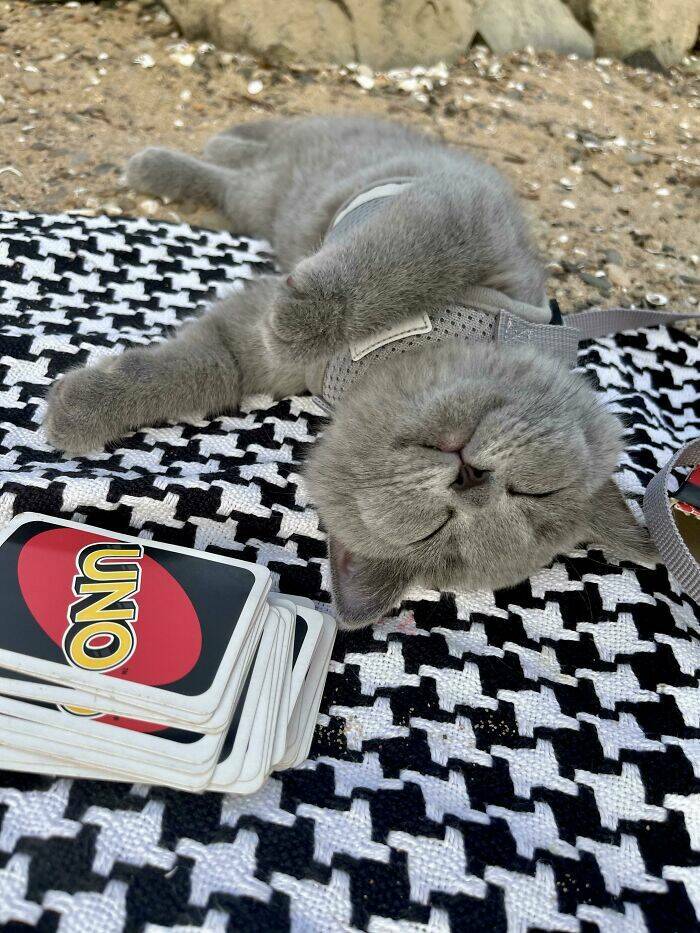 Hilarious Reactions Of Pets Trying New Things