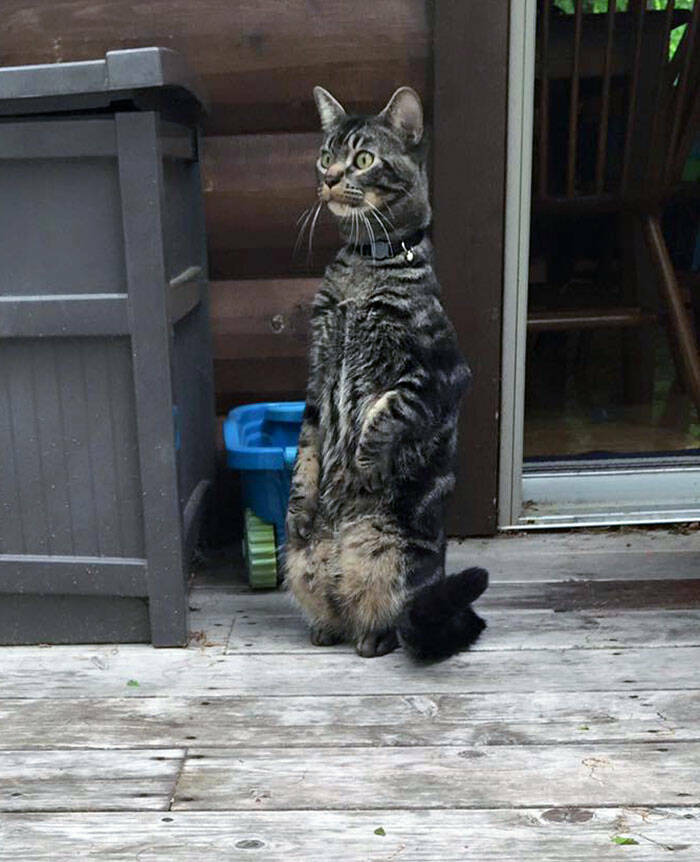 Hilarious Reactions Of Pets Trying New Things