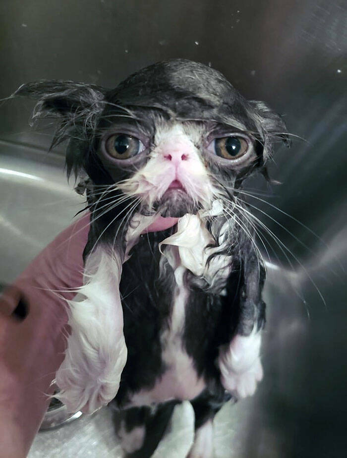 Hilarious Reactions Of Pets Trying New Things