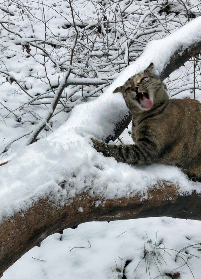 Hilarious Reactions Of Pets Trying New Things