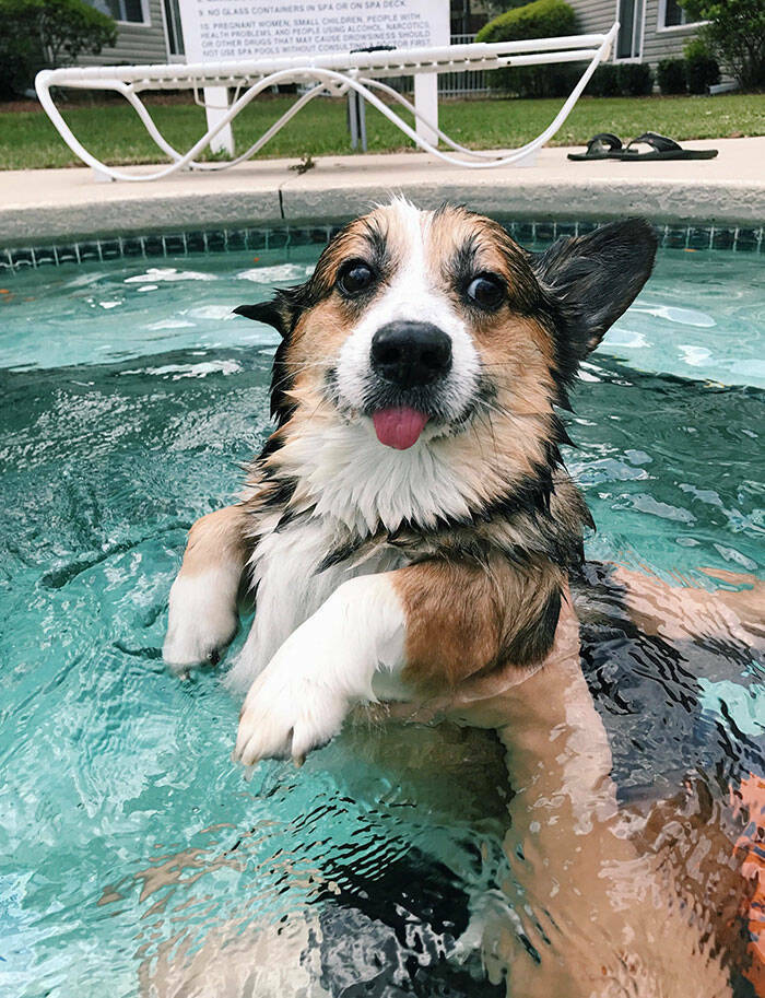 Hilarious Reactions Of Pets Trying New Things