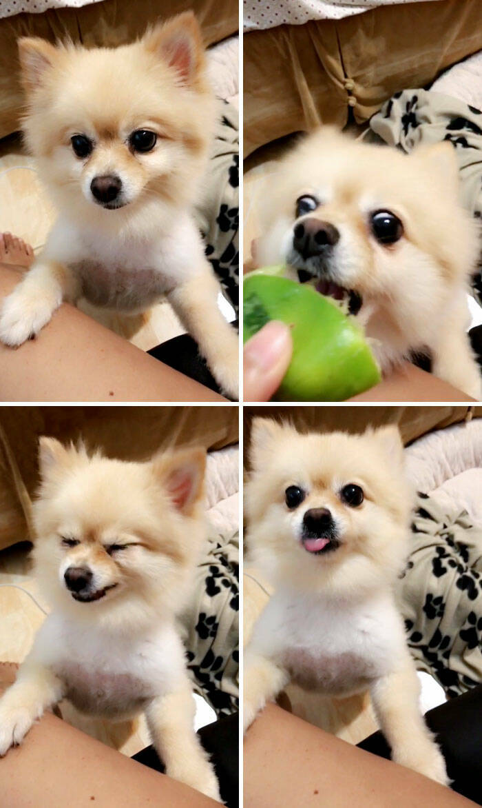 Hilarious Reactions Of Pets Trying New Things