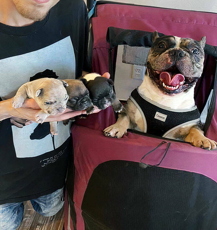 Hilarious Reactions Of Pets Trying New Things