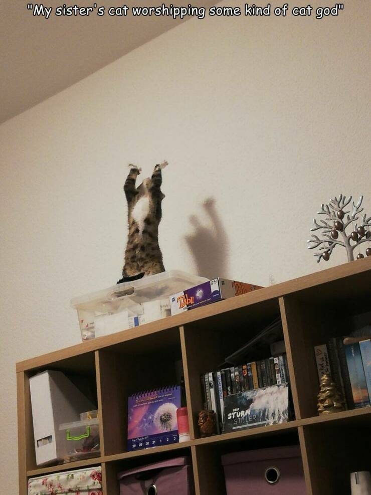 Morning Picdump
