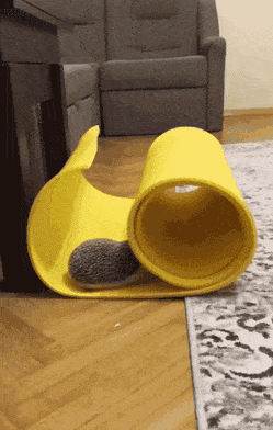 Daily Gifdump