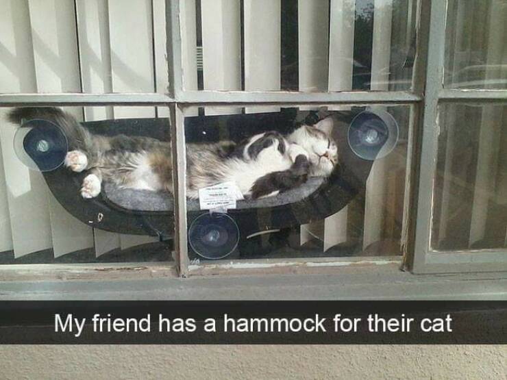 Hilarious Photos Of Cats In Random Circumstances