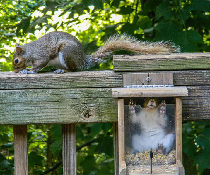 Animals Getting Stuck: Neverending Joke