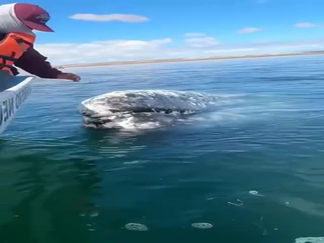 Tamed Whale