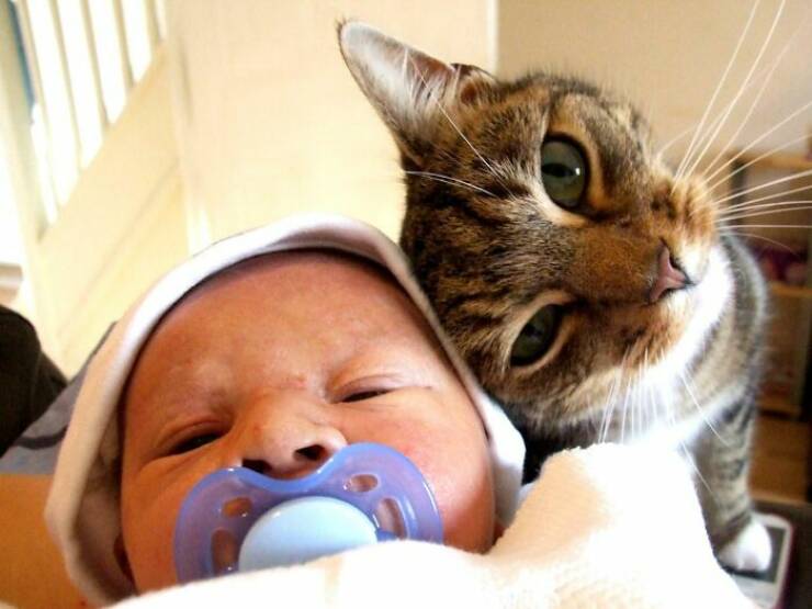 When Cats Take On Babysitting Duties
