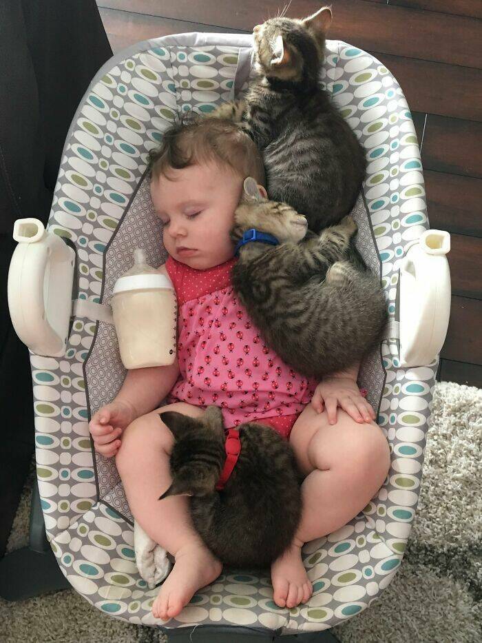 When Cats Take On Babysitting Duties