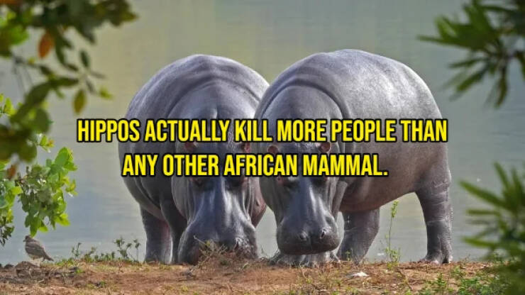 Curious And Unusual Facts That Will Blow Your Mind