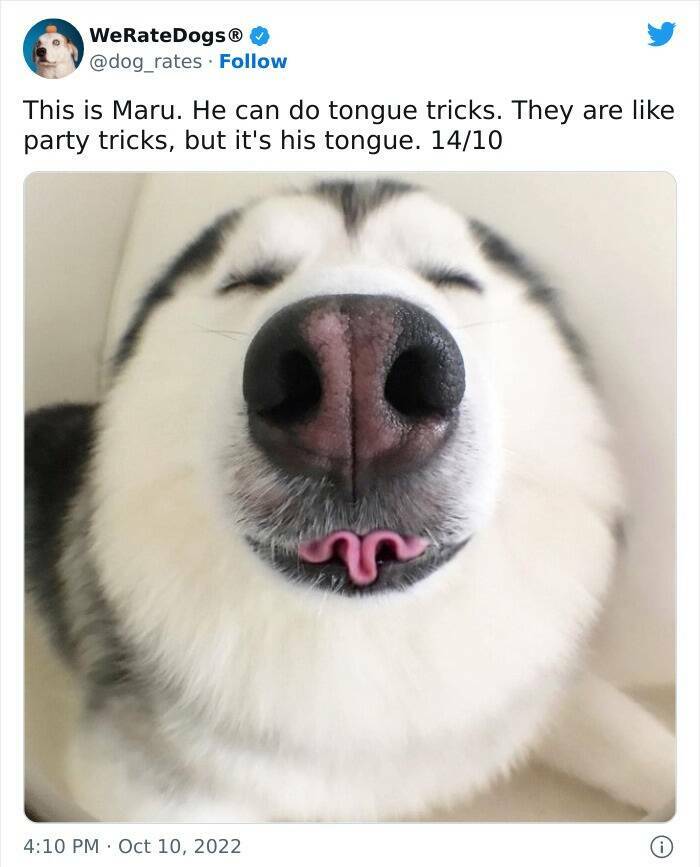 The Most Amusing Dog Reviews By Owners