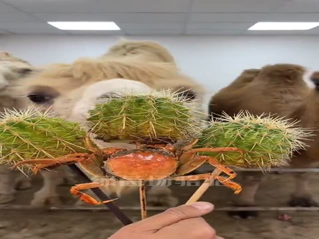 A Camel Can Easily Eat A Cactus