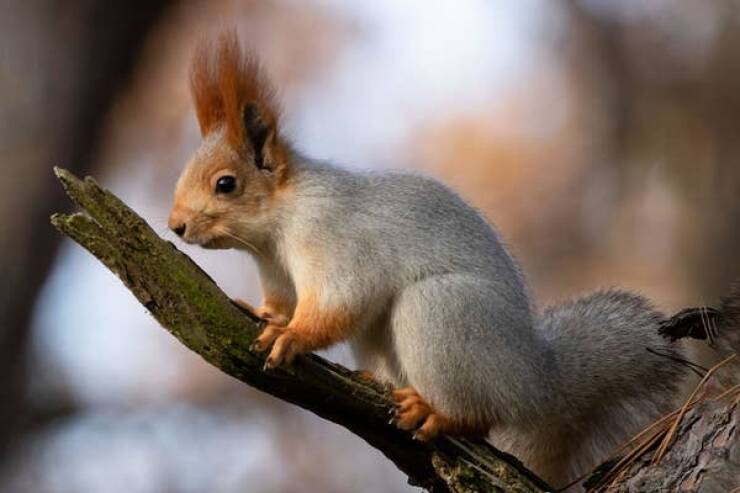 Squirrels Around The World: A Visual Guide