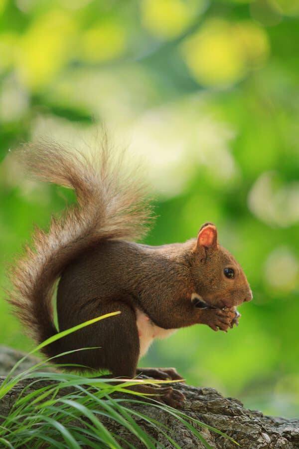 Squirrels Around The World: A Visual Guide