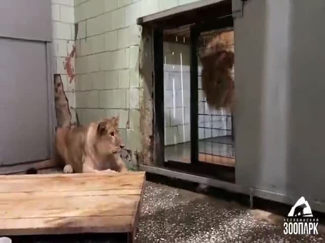 A Male Was Brought To Meet A Lioness In The Zoo