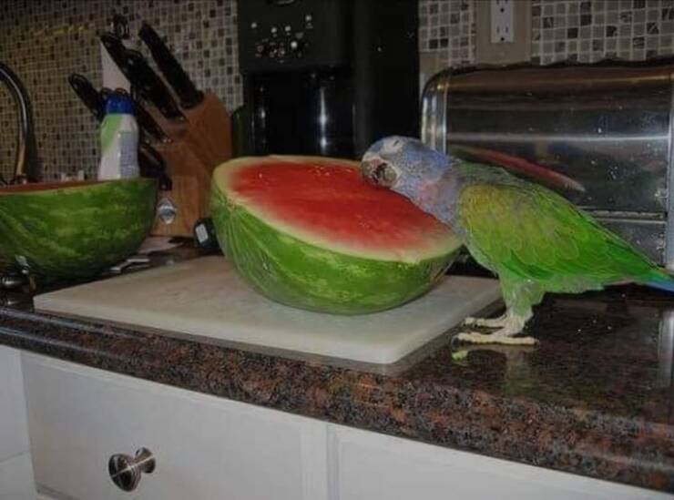 Morning Picdump