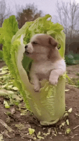 Daily Gifdump