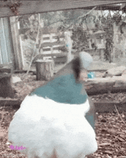 Daily Gifdump