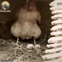 Morning Gifdump