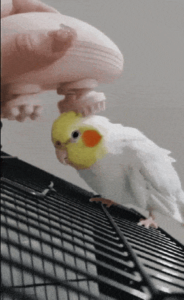 Morning Gifdump