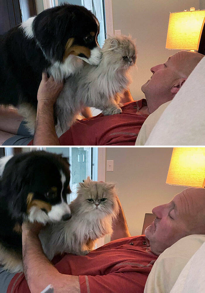 When Pets Let Their Jealousy Shine Through