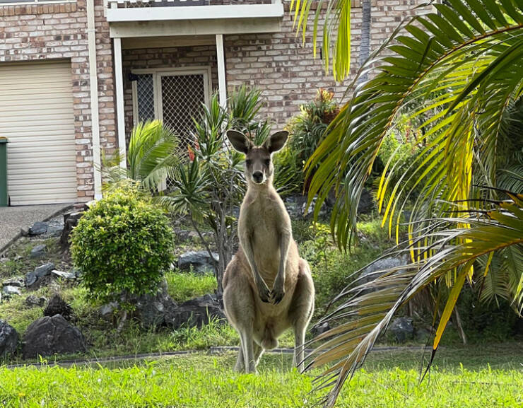 Australia: Land Of The Brave