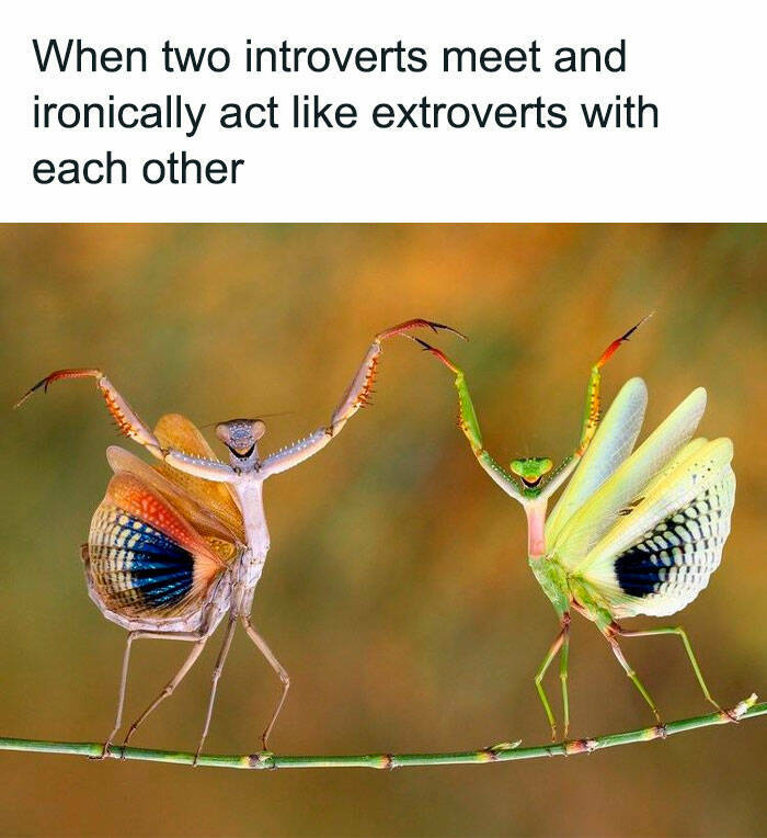 Introverts Share Hilarious Memes About Their Social Struggles