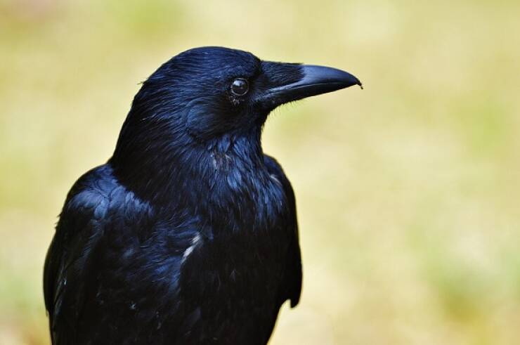 Knowledge Without Boundaries: The Beauty Of Random Facts