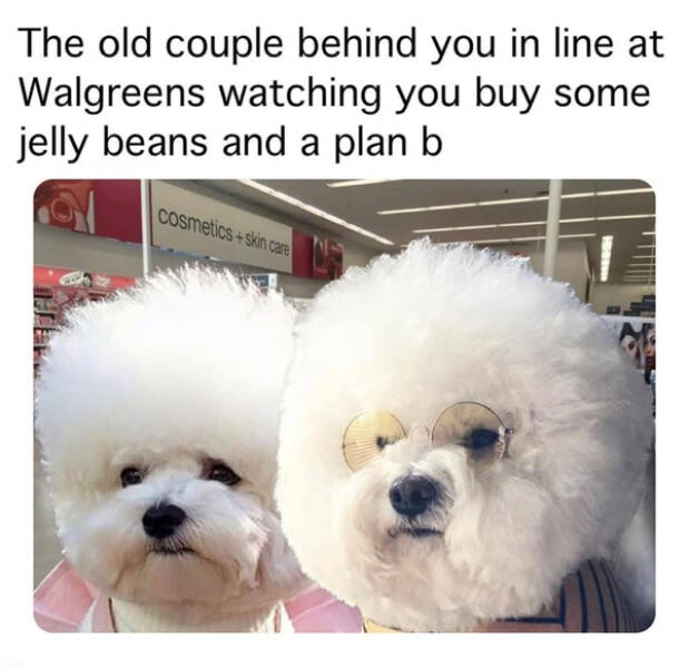 A Collection Of Hilarious Memes For Dog Lovers