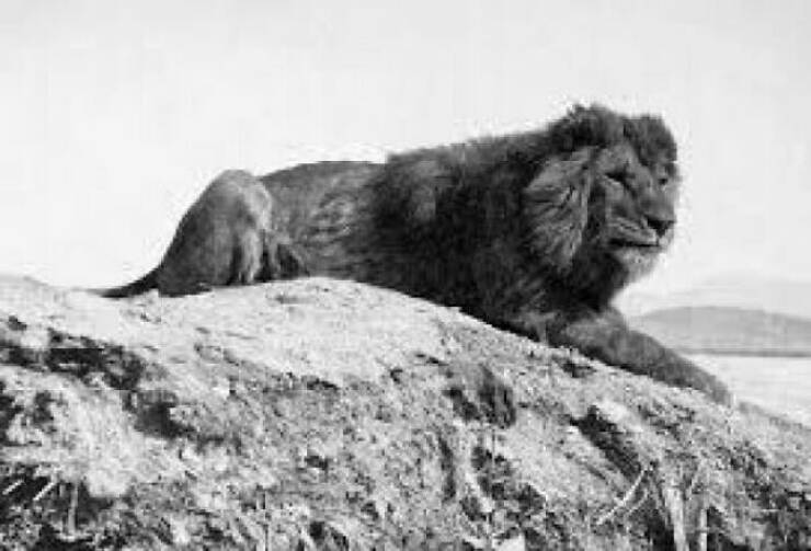 The Brutal And Majestic Creatures Of The Past