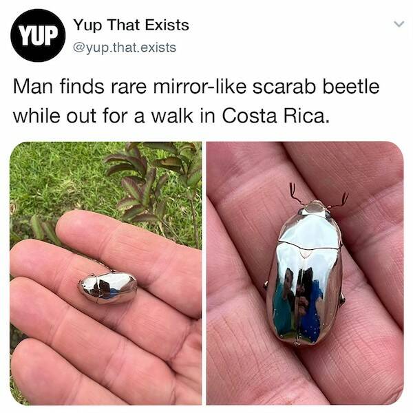Bizarre Things That Actually Exist
