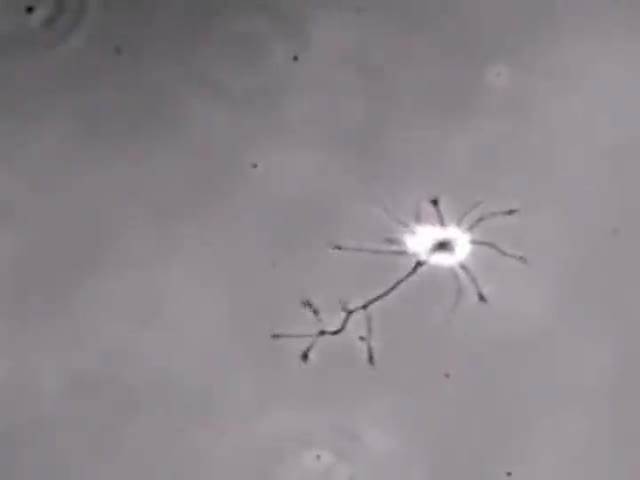 Interval Microscopic Filming Of A Neuron Looking For A Connection